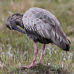 Ibis plombé