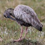 Ibis plombé