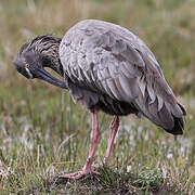 Ibis plombé