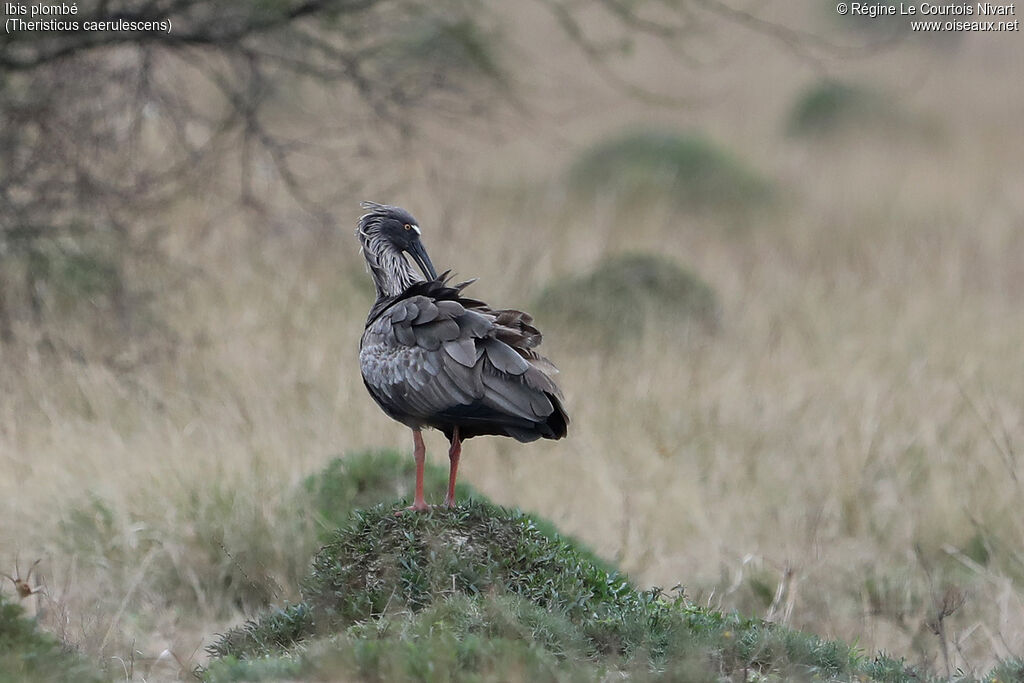 Ibis plombé, soins