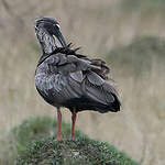 Ibis plombé