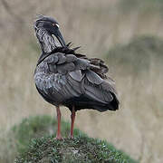 Ibis plombé