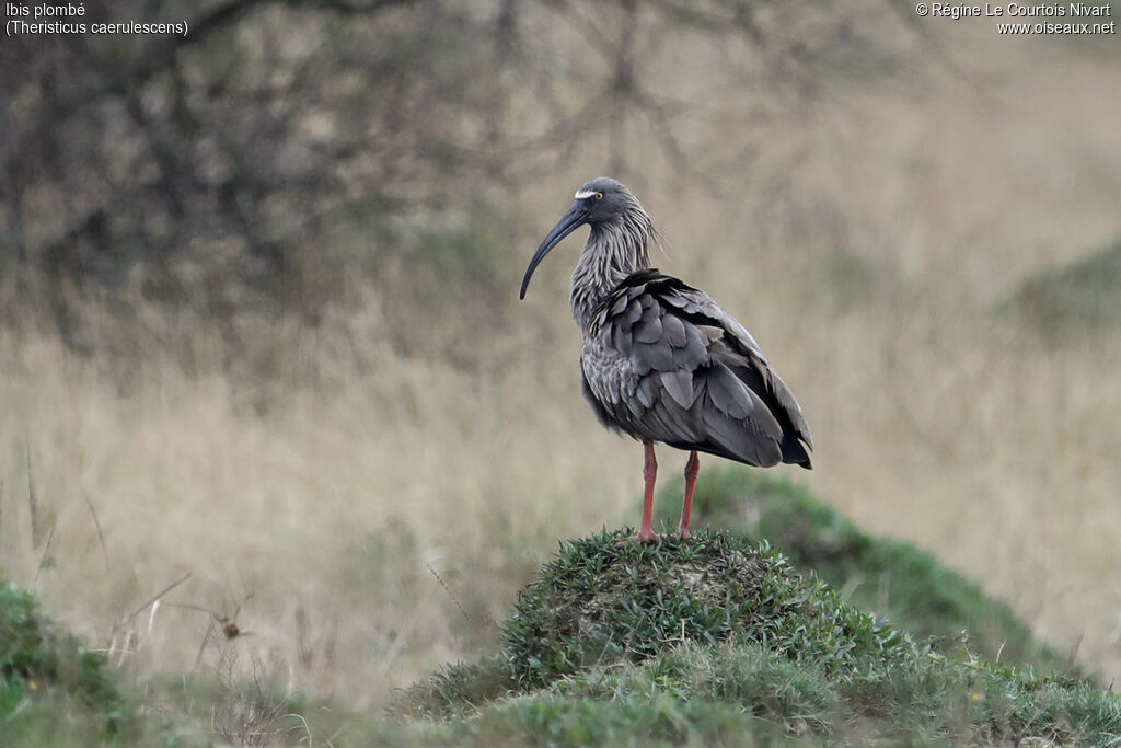 Ibis plombé, identification