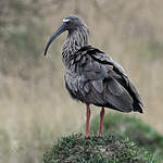 Ibis plombé