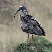 Ibis plombé