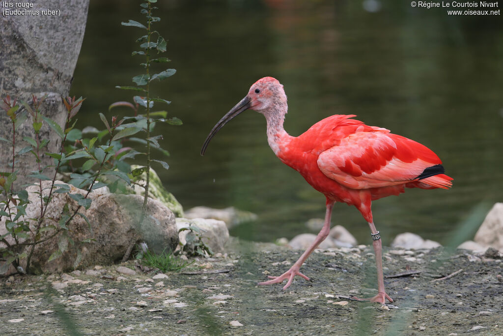 Ibis rouge