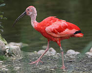 Ibis rouge