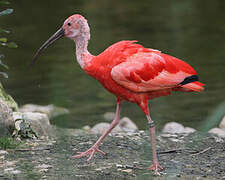 Ibis rouge