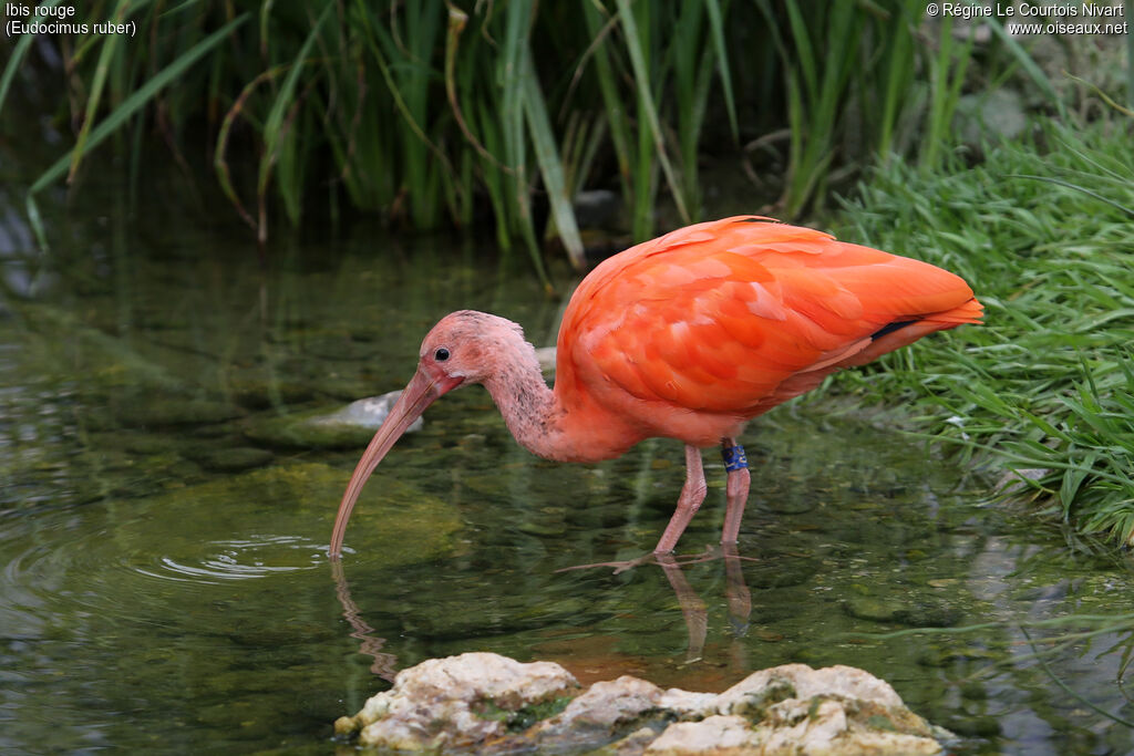 Scarlet Ibis