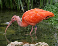 Ibis rouge