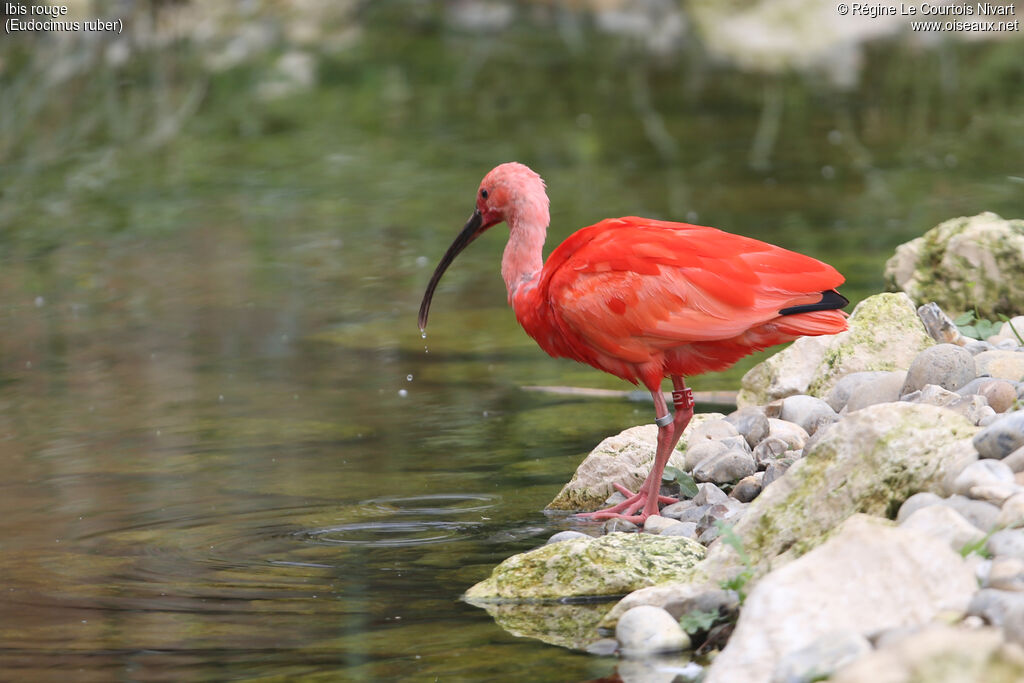 Ibis rouge