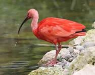 Ibis rouge