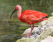 Scarlet Ibis