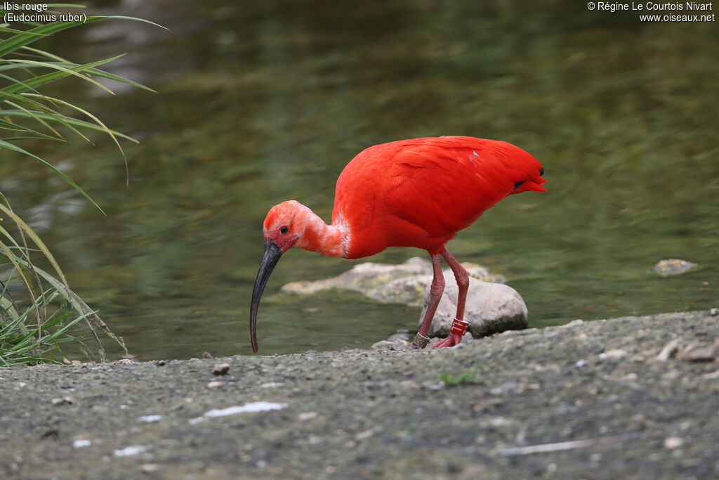 Scarlet Ibis