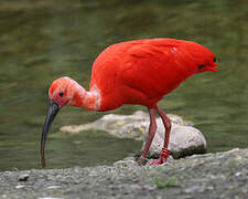 Ibis rouge