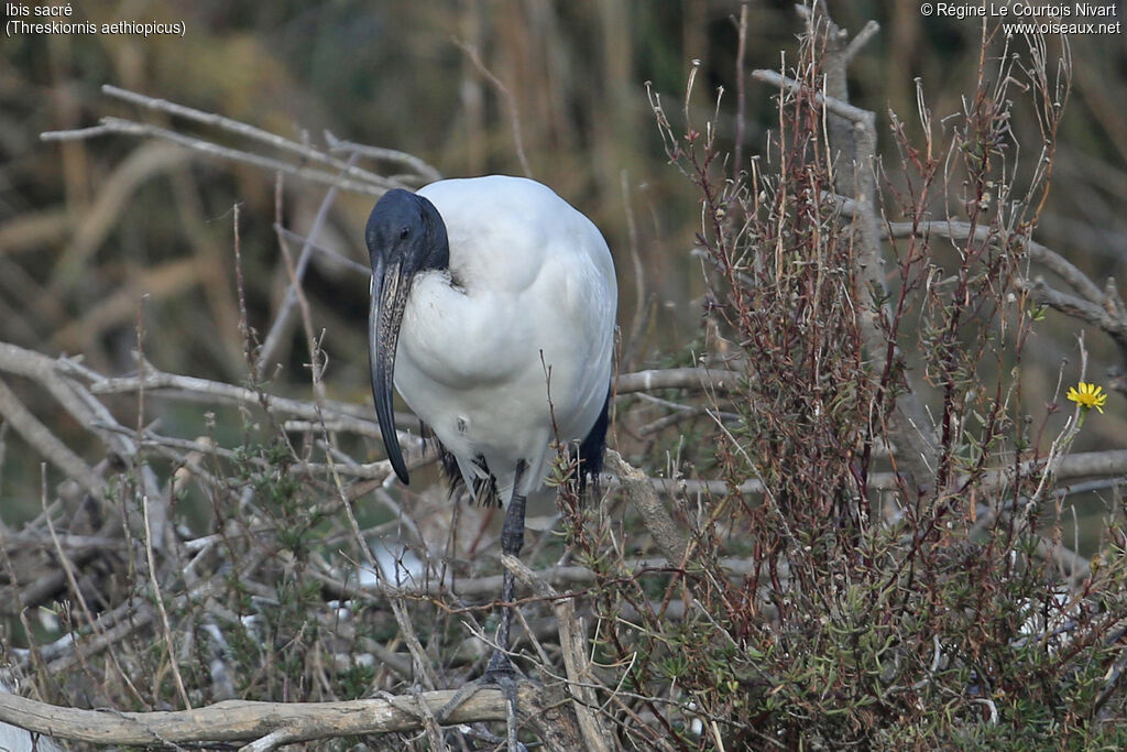 African Sacred Ibis