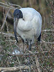 Ibis sacré