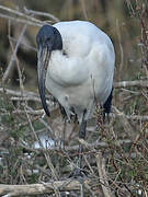 African Sacred Ibis