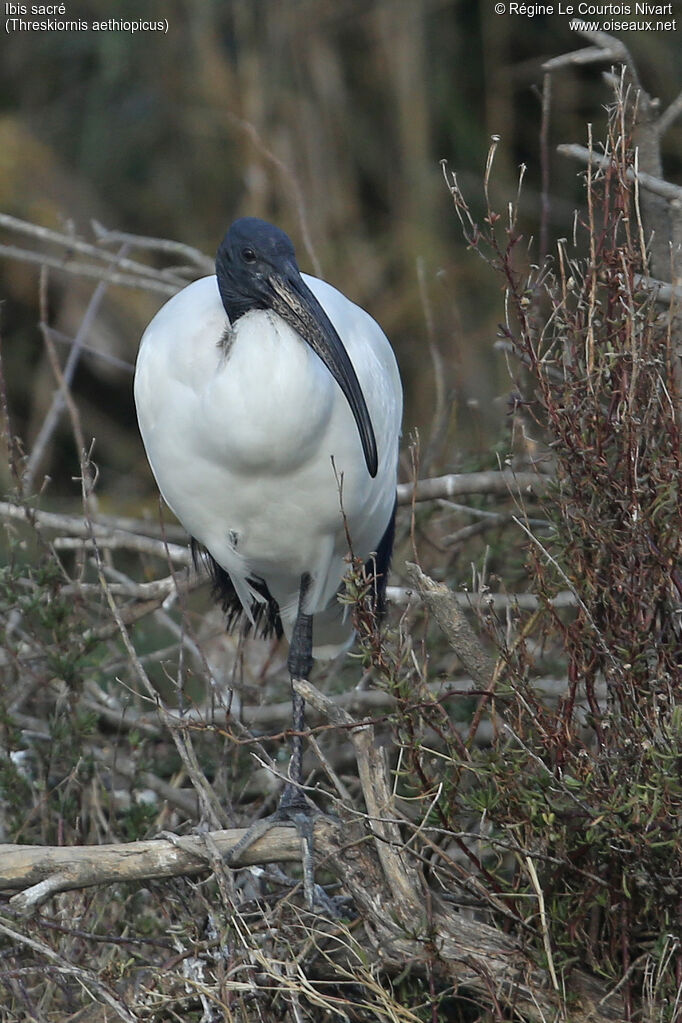 African Sacred Ibis