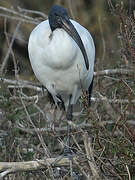 African Sacred Ibis