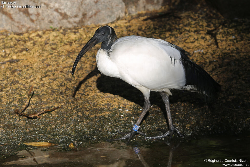 African Sacred Ibis