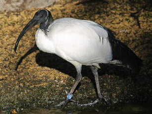 Ibis sacré