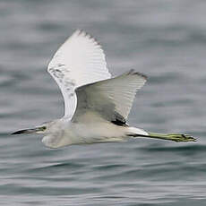 Aigrette bleue