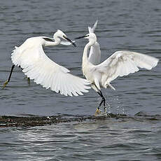 Aigrette garzette