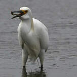 Aigrette neigeuse