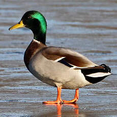 Canard colvert