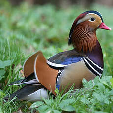 Canard mandarin