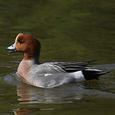 Canard siffleur