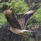 Caracara chimango
