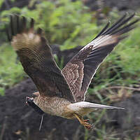 Caracara chimango