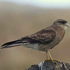 Caracara chimango