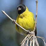 Chardonneret de Magellan