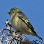 Chardonneret de Magellan