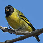 Chardonneret de Magellan