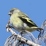 Chardonneret de Magellan