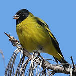 Chardonneret de Magellan