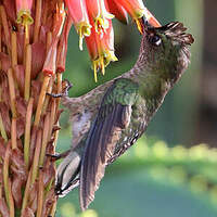 Colibri du Chili