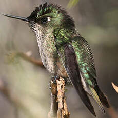 Colibri du Chili