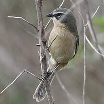 Donacospize des marais