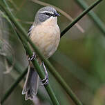 Donacospize des marais