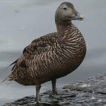 Eider à duvet