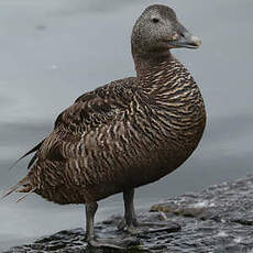 Eider à duvet