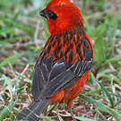 Foudi rouge