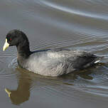 Foulque leucoptère