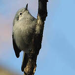 Gobemoucheron masqué