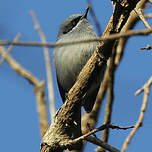 Gobemoucheron masqué